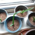6x junge Aloe Vera Pflanzen + 1 GRATIS Ableger 6x junge Aloe Vera Pflanzen + 1 GRATIS Ableger