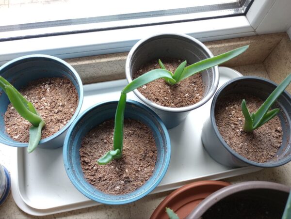 6x junge Aloe Vera Pflanzen + 1 GRATIS Ableger 6x junge Aloe Vera Pflanzen + 1 GRATIS Ableger