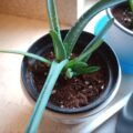 6x junge Aloe Vera Pflanzen + 1 GRATIS Ableger 6x junge Aloe Vera Pflanzen + 1 GRATIS Ableger