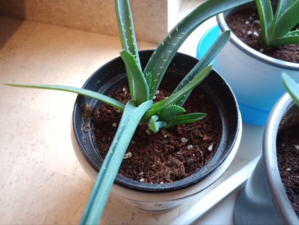 6x junge Aloe Vera Pflanzen + 1 GRATIS Ableger 6x junge Aloe Vera Pflanzen + 1 GRATIS Ableger