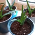 6x junge Aloe Vera Pflanzen + 1 GRATIS Ableger 6x junge Aloe Vera Pflanzen + 1 GRATIS Ableger