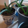 6x junge Aloe Vera Pflanzen + 1 GRATIS Ableger 6x junge Aloe Vera Pflanzen + 1 GRATIS Ableger