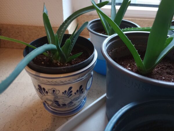 6x junge Aloe Vera Pflanzen + 1 GRATIS Ableger 6x junge Aloe Vera Pflanzen + 1 GRATIS Ableger