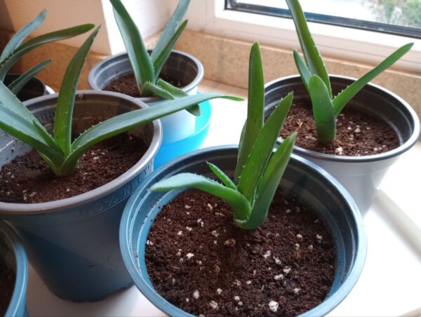 6x junge Aloe Vera Pflanzen + 1 GRATIS Ableger 6x junge Aloe Vera Pflanzen + 1 GRATIS Ableger