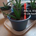 6x junge Aloe Vera Pflanzen + 1 GRATIS Ableger 6x junge Aloe Vera Pflanzen + 1 GRATIS Ableger