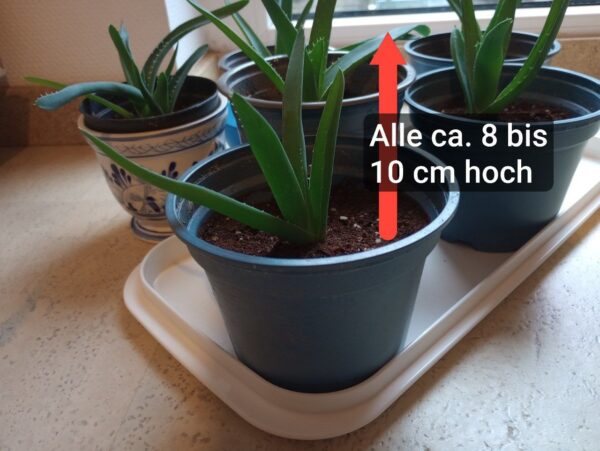 6x junge Aloe Vera Pflanzen + 1 GRATIS Ableger 6x junge Aloe Vera Pflanzen + 1 GRATIS Ableger