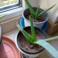 6x junge Aloe Vera Pflanzen + 1 GRATIS Ableger 6x junge Aloe Vera Pflanzen + 1 GRATIS Ableger