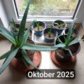 6x junge Aloe Vera Pflanzen + 1 GRATIS Ableger 6x junge Aloe Vera Pflanzen + 1 GRATIS Ableger