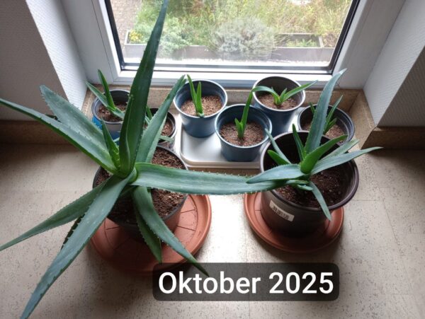 6x junge Aloe Vera Pflanzen + 1 GRATIS Ableger 6x junge Aloe Vera Pflanzen + 1 GRATIS Ableger