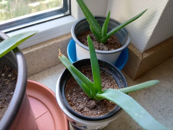 6x junge Aloe Vera Pflanzen + 1 GRATIS Ableger 6x junge Aloe Vera Pflanzen + 1 GRATIS Ableger