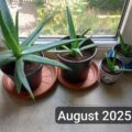 6x junge Aloe Vera Pflanzen + 1 GRATIS Ableger 6x junge Aloe Vera Pflanzen + 1 GRATIS Ableger