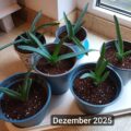 6x junge Aloe Vera Pflanzen + 1 GRATIS Ableger 6x junge Aloe Vera Pflanzen + 1 GRATIS Ableger