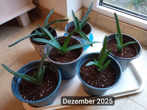 6x junge Aloe Vera Pflanzen + 1 GRATIS Ableger